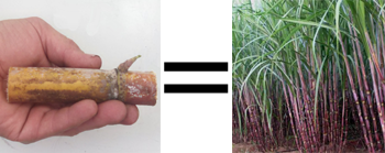 sugarcanecutting to plant