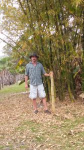 bambusa oldhami, giant timber bamboo