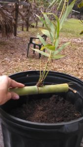 bamboo cutting to plant