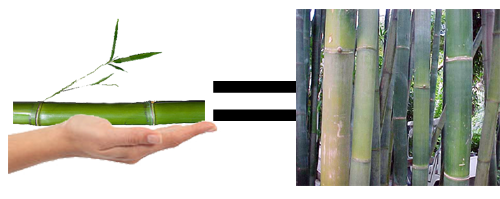 bamboo cutting to grow