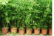 bamboo plants for planting and growing