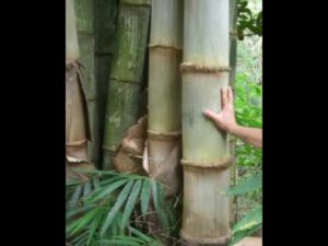 giant timber bamboo