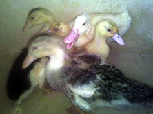 pet ducklings