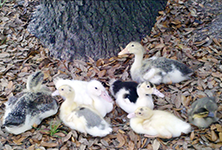 pet ducklings hatched in incubator
