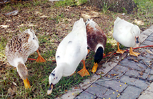 pet ducks