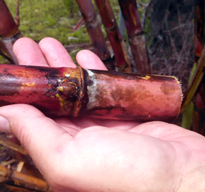 SugarCane Cutting