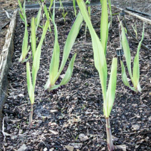 Sugarcane Plants