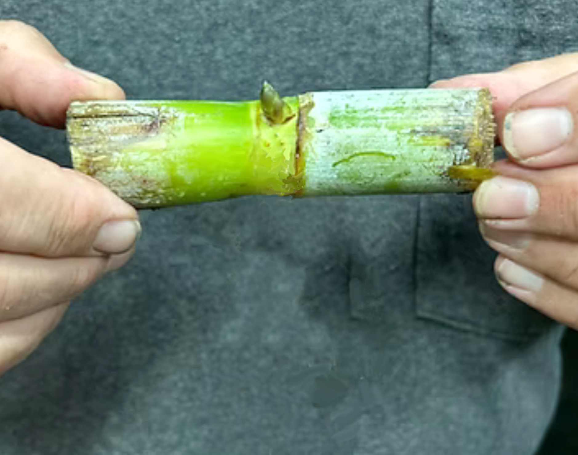 SugarCane Cutting